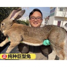 活物公母成年大型兔种兔家兔子幼崽巨型家养1只兔 家养1只白兔