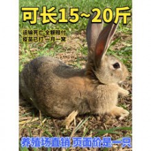 种兔活物大型肉兔公母一对成年食用家养兔比利时小兔幼苗兔子活体 2只以上的价格【要几只拍几只，拍一只不发】 +笼子