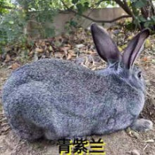 成年兔子活物食用肉兔活体种兔可繁殖种兔比利时大型肉兔新西兰兔 青紫蓝 五斤1公2母（到地配种）